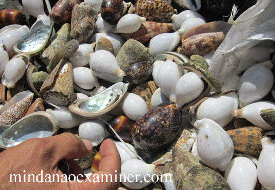 CG-shells-2-copy