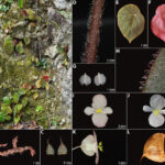 Begonia1
