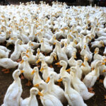 ducks