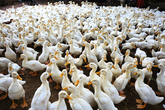 ducks